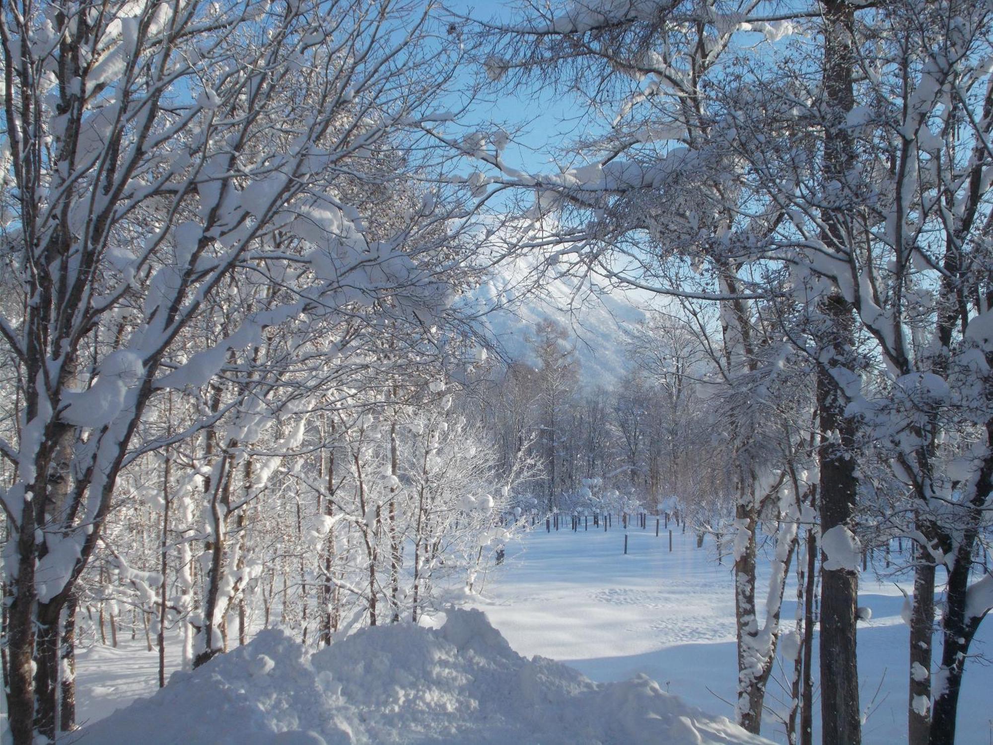 Niseko Shirokuma Cottage Exterior photo